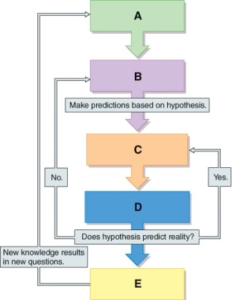 What do steps D and then B suggest about the experiment's results and its hypothesis?   A)  The hypothesis was supported. B)  The hypothesis was not supported. C)  The hypothesis was supported but more experiments need to be done to prove it true. D)  These results have no bearing on the hypothesis.