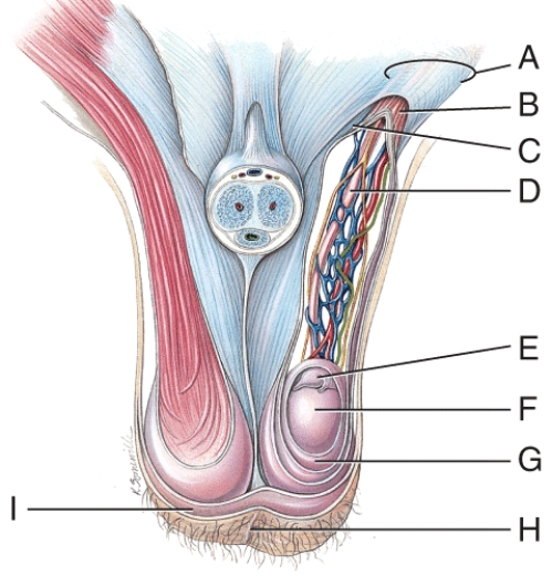 Which structure has a portion removed in a vasectomy?   A)  A B)  D C)  E D)  G E)  I