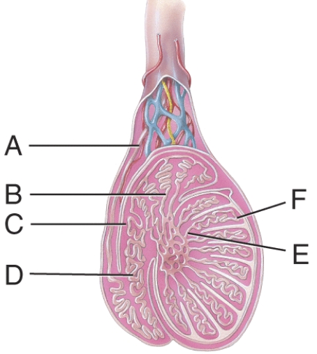 What is line  C  pointing to?   A)  efferent duct B)  body of epididymis C)  straight tubule D)  seminiferous tubule E)  lobule