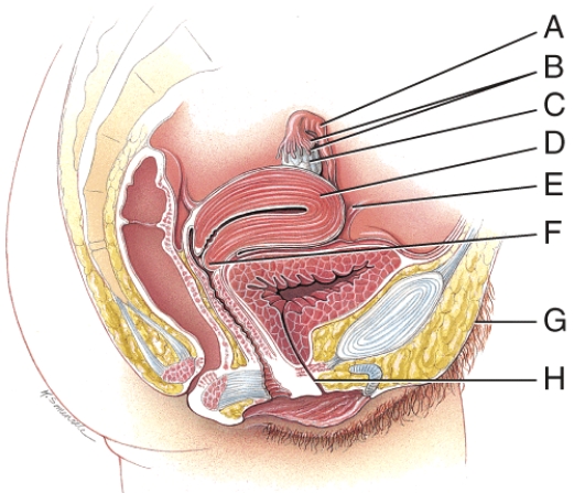 What is line  C  pointing to?   A)  bladder B)  fimbriae C)  ovary D)  uterus E)  perineum