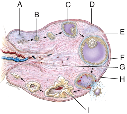 What is line  D  pointing to?   A)  follicular fluid B)  germinal epithelium C)  ovarian cortex D)  ovarian medulla E)  None of these choices.