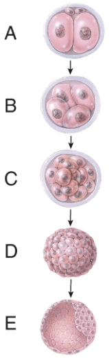 Which one represents the morula stage?   A)  A B)  B C)  C D)  D E)  E