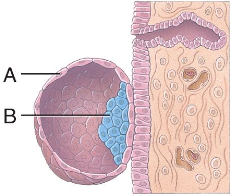What is line  A  pointing to?   A)  endometrial gland B)  trophoblast C)  embryoblast D)  blastocyst E)  dermatome