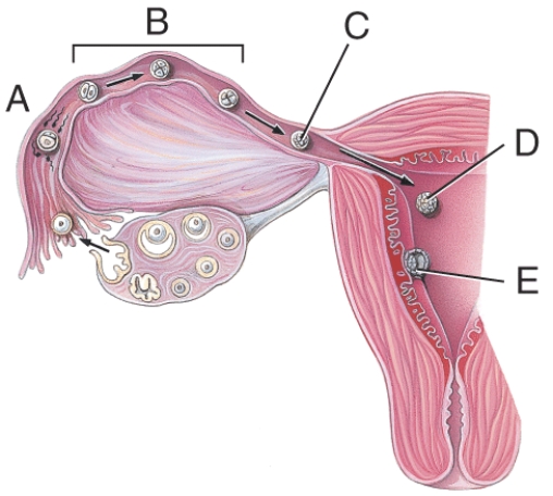What stage happens 6 days after fertilization?   A)  A B)  B C)  C D)  D E)  E