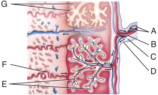 What is line  G  pointing to?   A)  chorionic villi B)  amnion C)  umbilical vein D)  umbilical artery E)  amnionic capillary bed