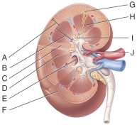 This is where the hilum extends into the kidney.    A)  E B)  D C)  F D)  I E)  J