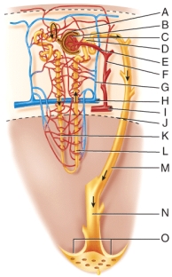 What two structures comprise the renal corpuscle?    A)  A and B B)  C and D C)  E and F D)  K and L E)  N and O
