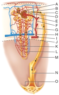 Where is the ascending limb of the Loop of Henle?    A)  C B)  D C)  J D)  K E)  L