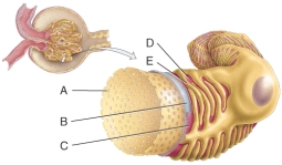 What is line  A  pointing to?    A)  Fenestrations B)  Pedicels C)  Filtration slit D)  Basal lamina E)  Lumen of the glomerulus