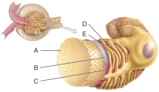 What is line  C  pointing to?    A)  Fenestrations B)  Pedicels C)  Slit membrane D)  Basal lamina E)  Lumen of the glomerulus