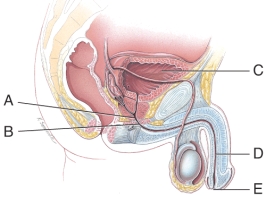 What is indicated by the line labeled  A ?    A)  Spongy urethra B)  Membranous urethra C)  External urethral orifice D) Urinary bladder E)  Prostatic urethra