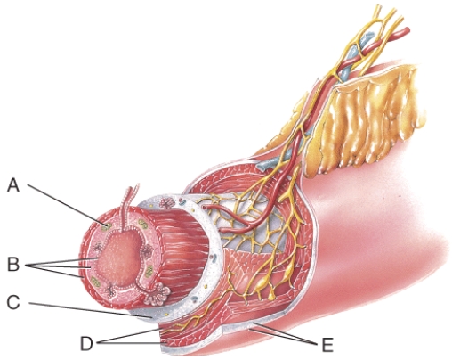 What is line D pointing to?   A)  lumen B)  MALT C)  mucosa D)  submucosa E)  muscularis