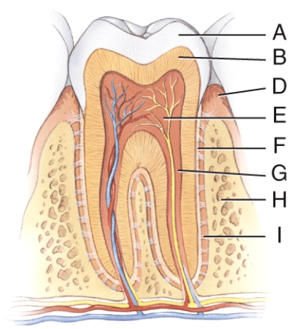 This consists of calcified connective tissue.   A)  A B)  B C)  E D)  F E)  G