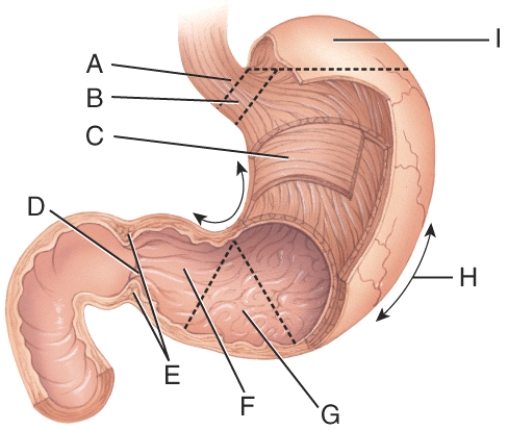 What does line G point to?   A)  pylorus B)  pyloric sphincter C)  rugae D)  pyloric antrum E)  greater curvature