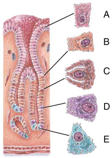 Which of the following cells secrete mucus?   A)  B B)  C C)  D D)  E