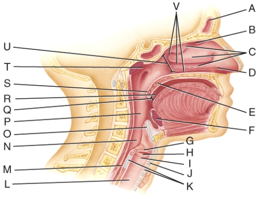 Where is the uvula?   A)  E B)  F C)  Q D)  S E)  U