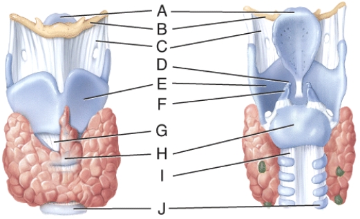 What is line D pointing to?   A)  thyrohyoid membrane B)  arytenoid cartilage C)  cricothyroid ligament D)  cricoid cartilage E)  tracheal cartilage