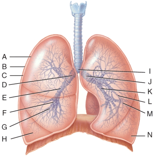 What line is pointing to the left terminal bronchiole?   A)  G B)  N C)  H D)  A E)  None of these choices
