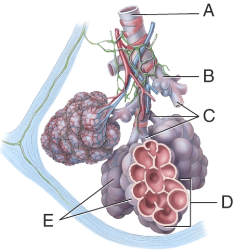 Identify the alveolar sac.   A)  A B)  B C)  C D)  D E)  E