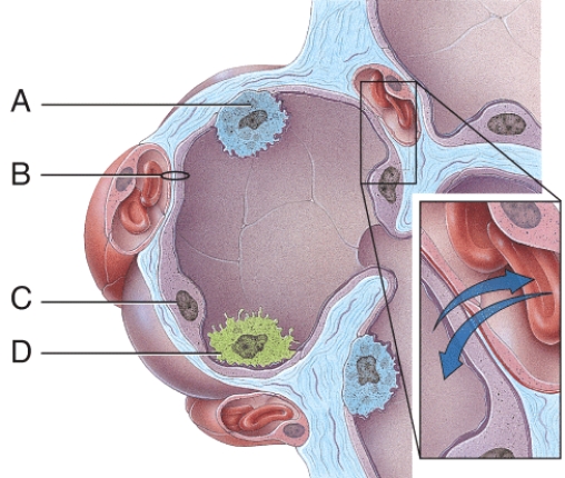 This provides disease resistance within the lungs.   A)  A B)  B C)  C D)  D E)  None of these choices