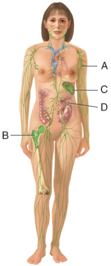 In the diagram, what is comprised of white and red pulp?   A)  A B)  B C)  C D)  D E)  None of these choices