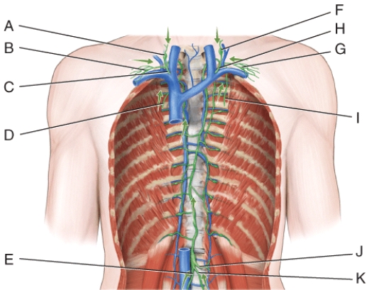 In the diagram, what are the principle trunks?   A)  All of the labeled areas are principle trunks. B)  A, B, C, D, E, F, G, H C)  A, B, D, E, F, G, H, I D)  A, B, D, E, F, G, I, J, K E)  A, B, D, H, I, J, K