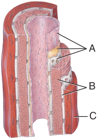 Which layer consists mainly of elastic fibers and smooth muscle fibers that extend circularly around the lumen?   A)  A B)  B C)  C D)  A and B E)  A, B, and C