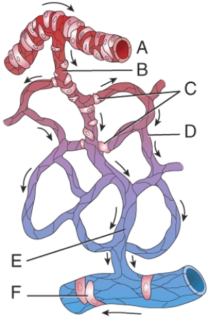 Where is the metarteriole?   A)  A B)  B C)  D D)  F E)  E