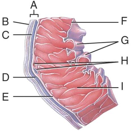 Which layer of the pericardium consists of dense irregular connective tissue?   A)  A B)  B C)  C D)  D E)  E
