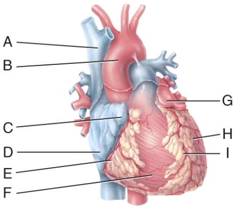In the diagram, these contain coronary blood vessels and a variable amount of fat.   A)  F and H B)  A and B C)  C and G D)  E and I E)  D and F