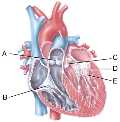 In the diagram, where is an atrioventricular valve?   A)  B B)  D C)  A D)  B and D E)  B, D, and A