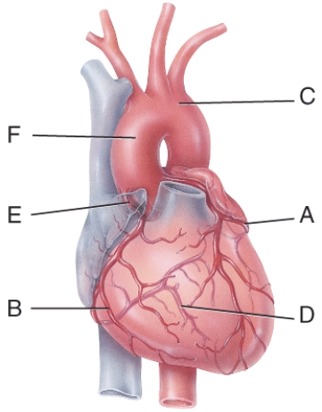 In the diagram, which of the following carry oxygenated blood?   A)  A B)  B C)  F D)  E E)  All of these choices