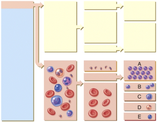 Which of the following cells will develop into macrophages?   A)  A B)  B C)  C D)  D E)  E