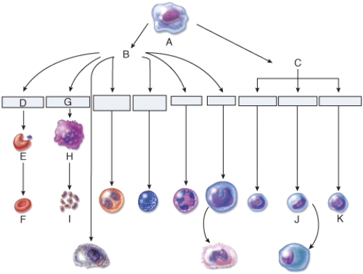 Which cell is the reticulocyte?   A)  D B)  G C)  E D)  H E)  F