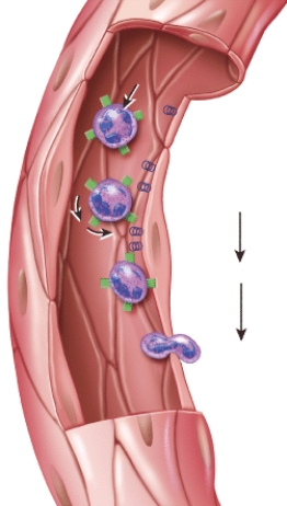 What is this figure demonstrating?   A)  erythropoiesis B)  RBC differentiation C)  emigration D)  clot formation E)  clot retraction