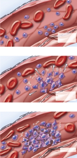 What does this figure represent?   A)  erythropoiesis B)  RBC differentiation C)  emigration D)  clot formation E)  clot retraction