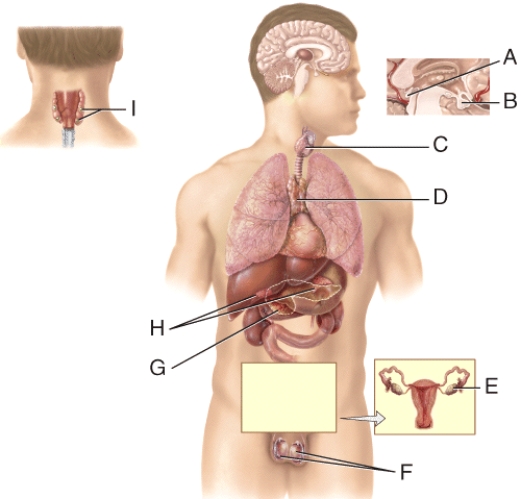 This gland secretes HGH, TSH and FSH among other hormones.   A)  A B)  B C)  C D)  I E)  D