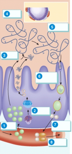 Which step represents the synthesis of TGB?   A)  1 B)  2 C)  4 D)  6 E)  7