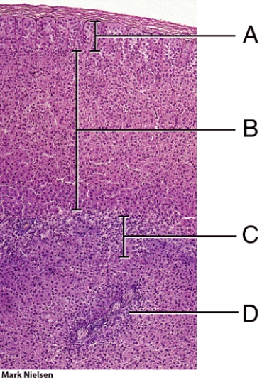 Which layer secretes androgens?   A)  A B)  B C)  C D)  D