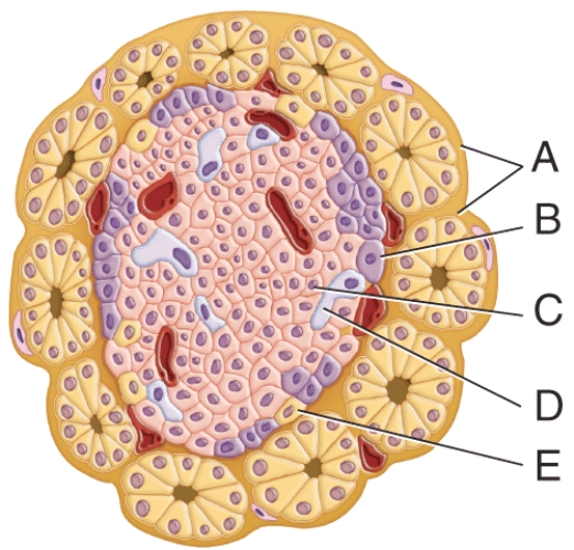 Which cell secretes the blood glucose-reducing hormone?   A)  A B)  B C)  C D)  D E)  E