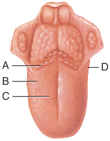 Which of the following papilla have taste buds that degenerate in early childhood?   A) A B) B C) C D) D E) Both B and C