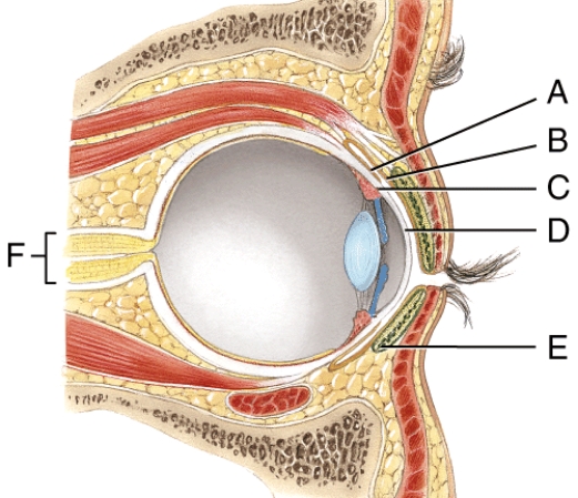 This structure secretes a fluid that keeps the eyelids from sticking to each other.   A)  D B)  E C)  F D)  G E)  None of these answer choices are correct.