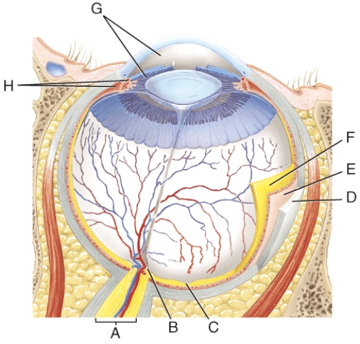 Where is the choroid?   A)  F B)  E C)  D D)  G E)  H