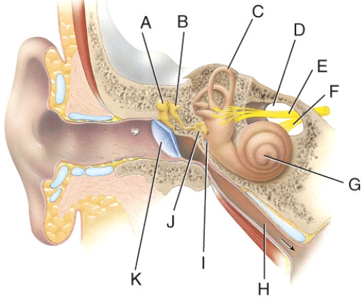 This is a thin semi-transparent partition between the external auditory canal and the middle ear.   A)  K B)  G C)  J D)  F E)  E