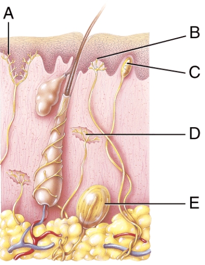 Which of the following represents a corpuscle of touch?   A)  A B)  B C)  C D)  D E)  E