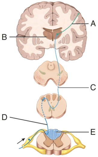 Identify the second order neuron.   A)  A B)  B C)  C D)  D E)  E