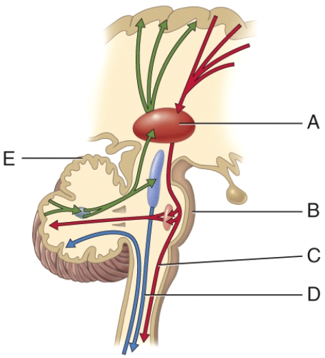 In the figure, where is the direct pathway?   A)  A B)  B C)  C D)  D E)  E