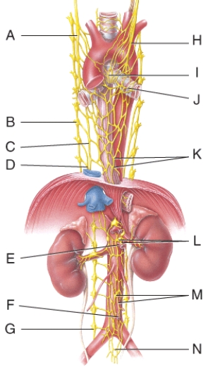 Where is the cardiac plexus in the figure?   A)  A B)  B C)  H D)  I E)  J