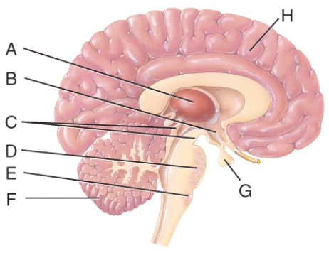 In reference to the figure, the diencephalon is composed of?   A)  A B)  B C)  C D)  A and B E)  B and C