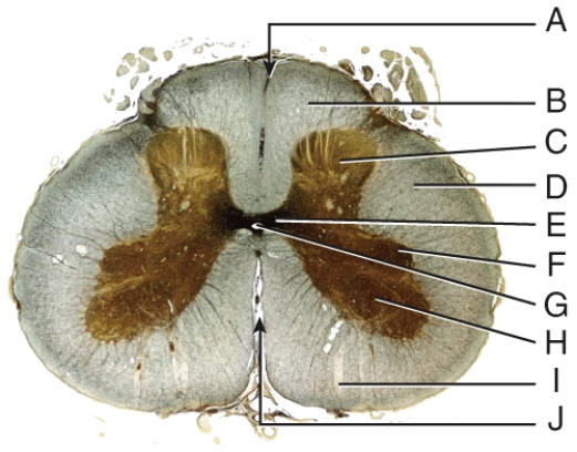 The structure containing cell bodies of somatic motor neurons that provide nerve impulses for skeletal muscle contractions would be:   A)  B B)  C C)  D D)  H E)  I